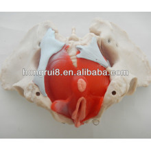 ISO Modèle de bassin féminin avec muscles pelviens et organes pelviens, Anatomie du bassin